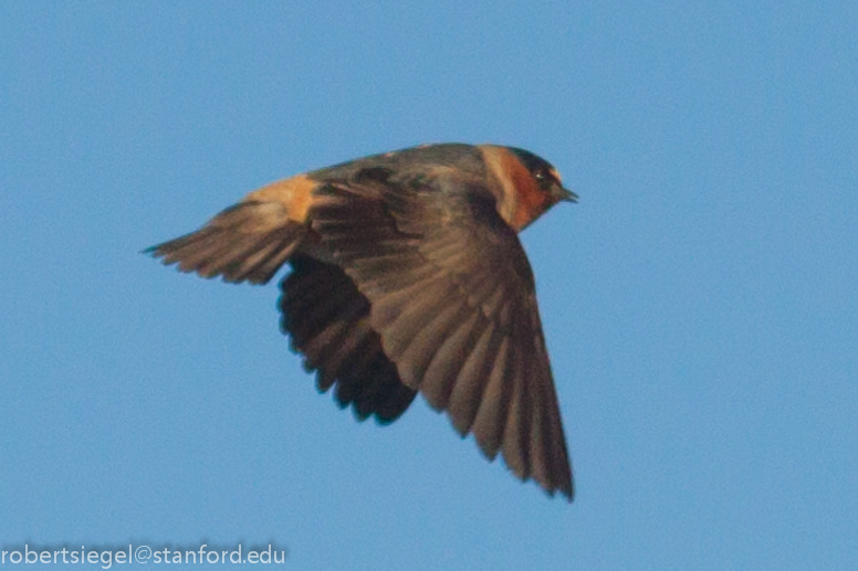 swallow in flight